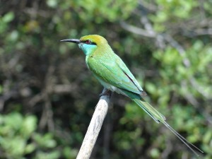 Bee eater, India: photo JS