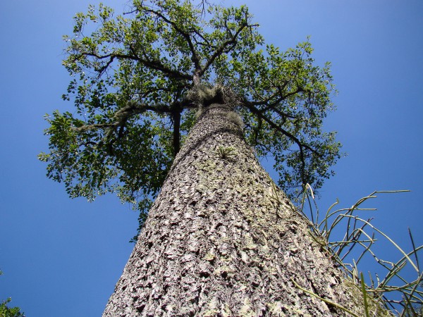 brazil nut tree: source Wikimedia Commons